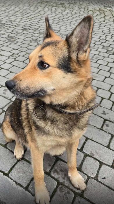 Хлопчик 3 роки. У добрі руки