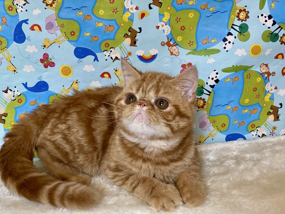 Екстремальні екзотичні кошенята