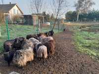 Owce wrzosówki 24 szt