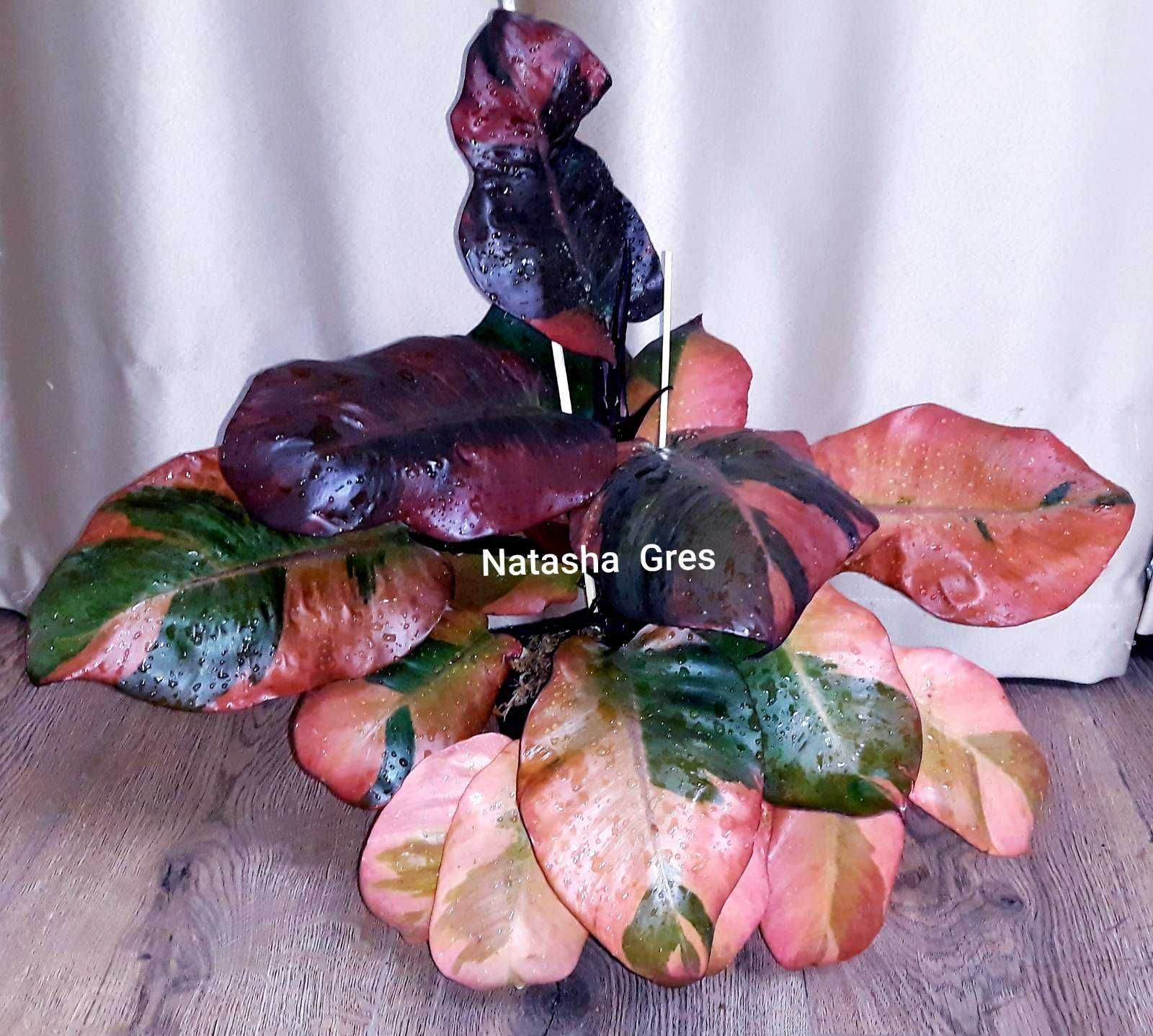 Филодендрон Philodendron Black cardinal variegated Monstera