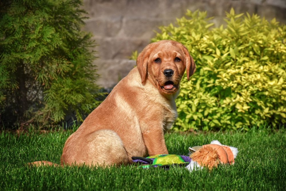 Лабрадор ексклюзив