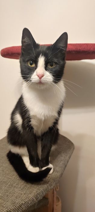 Kotka w typie brytyjski