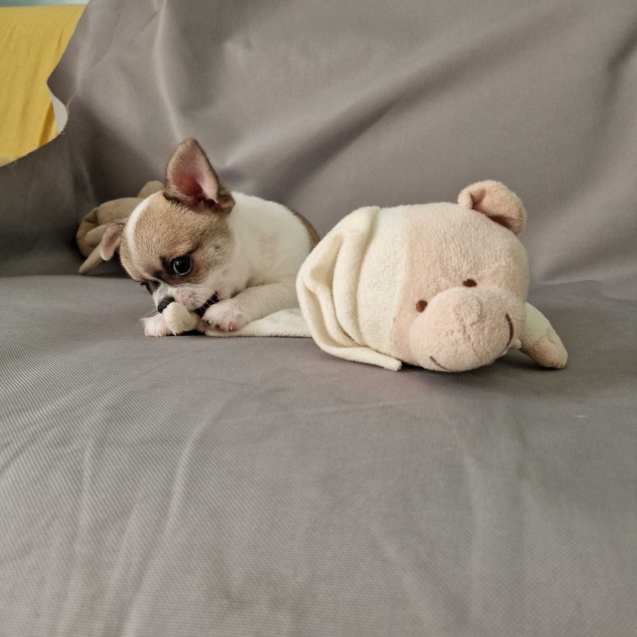 Chihuahua macho cor creme , mini