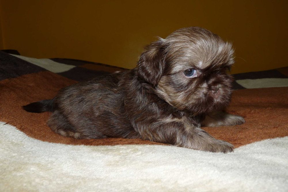Shih Tzu, piesek Grafi do odbioru od 18 października.