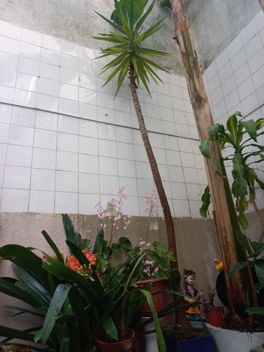 Varios vasos de plantas  palmeiras e bananeiras e outras plantas