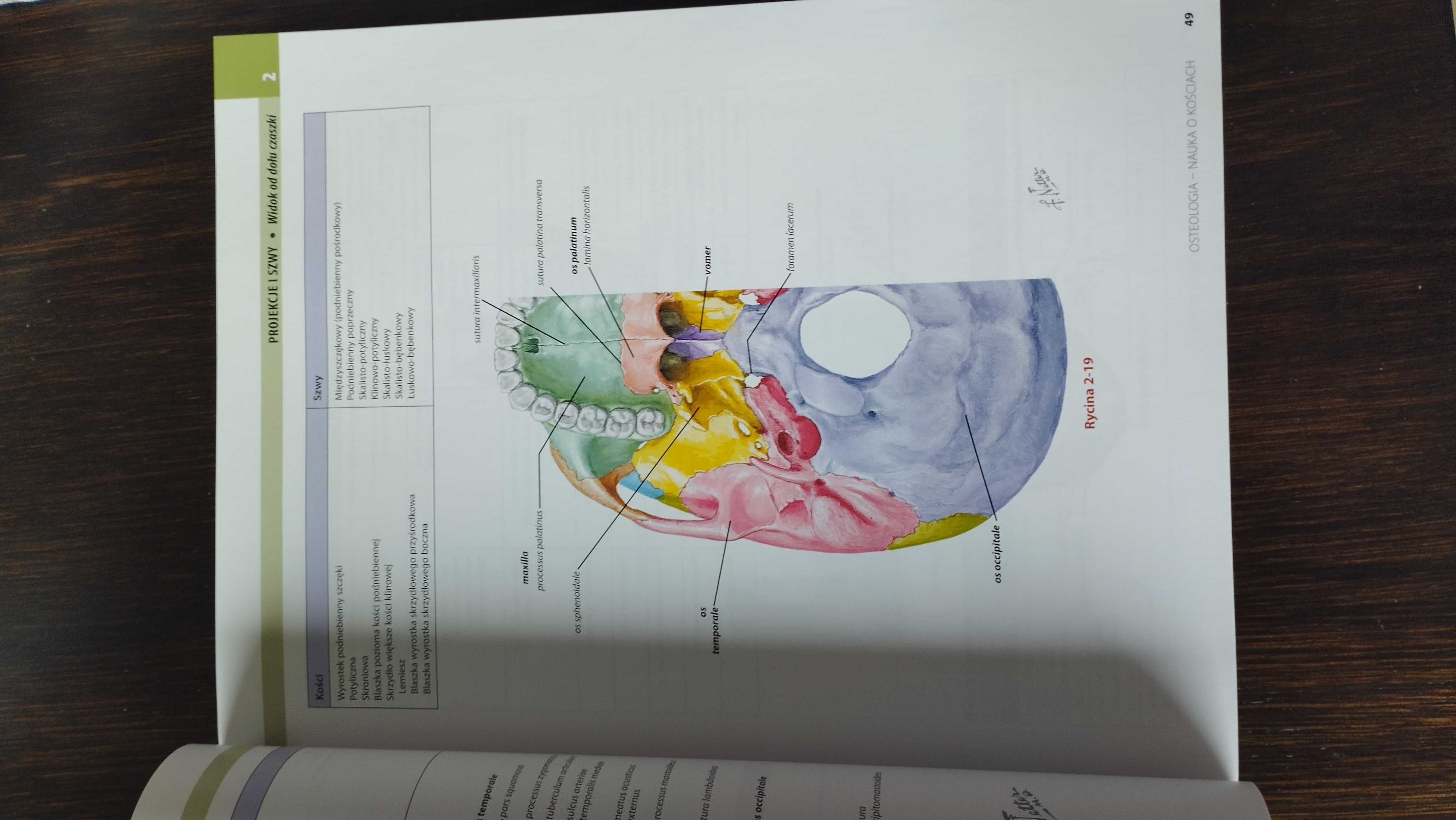 Atlas anatomiczny głowy i szyi dla stomatologów Nettera
