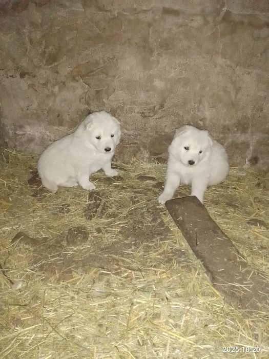 Белая Швейцарская Овчарка.