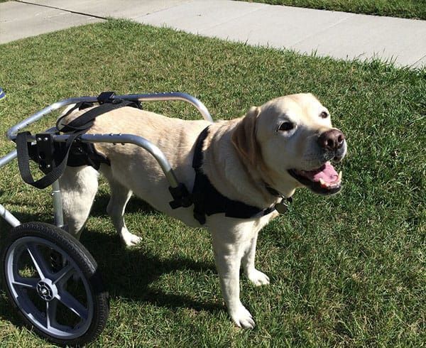 Инвалидная коляска для собак. Коляска для собак Изготовление на заказ