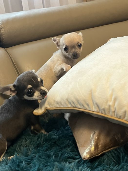 Chihuahua niebiesko podpalana suczka do odbioru