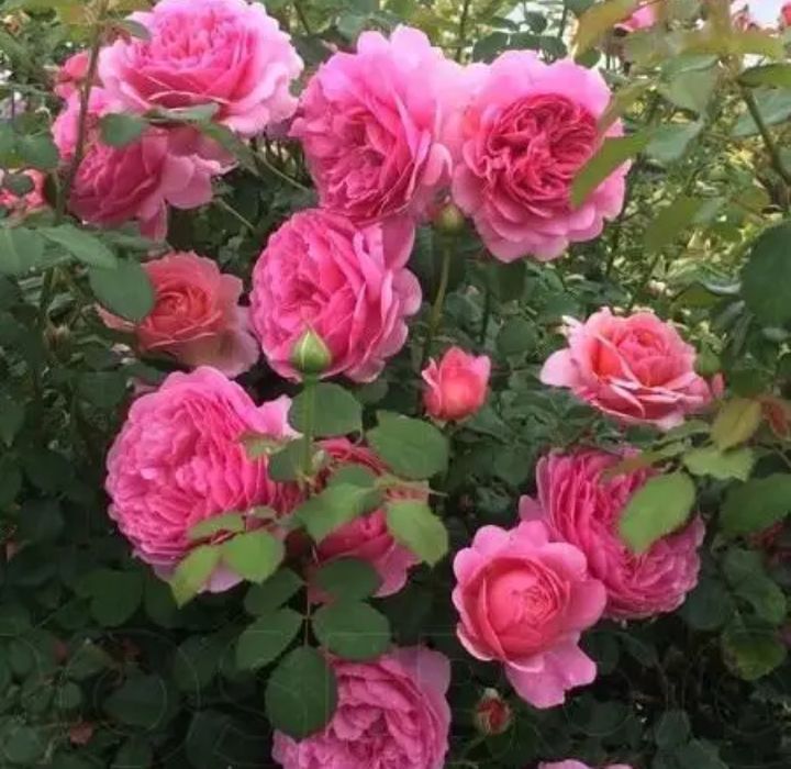 РОЗА английская Принцесса Александра оф Кент