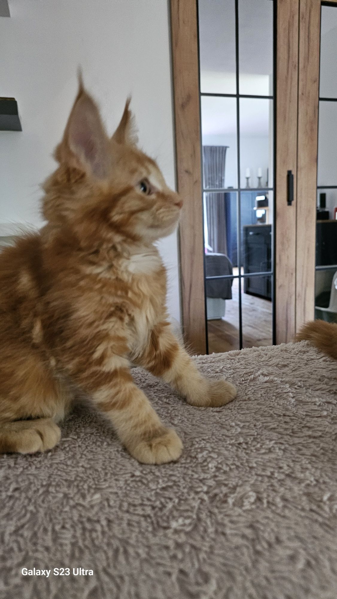 Kotka Maine Coon