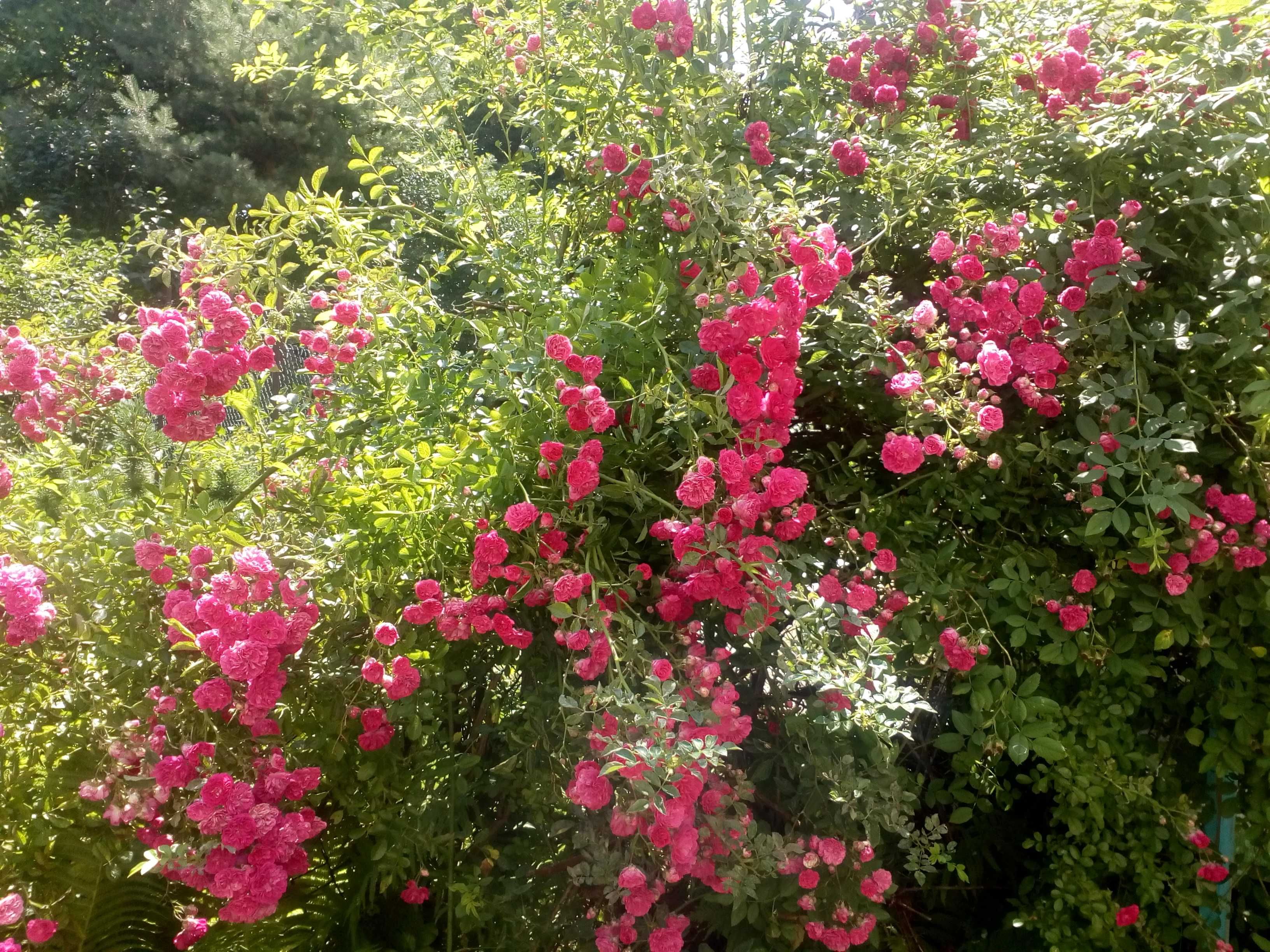 роза плетистая  плетиста вьющаяся насыщенного розового цвета