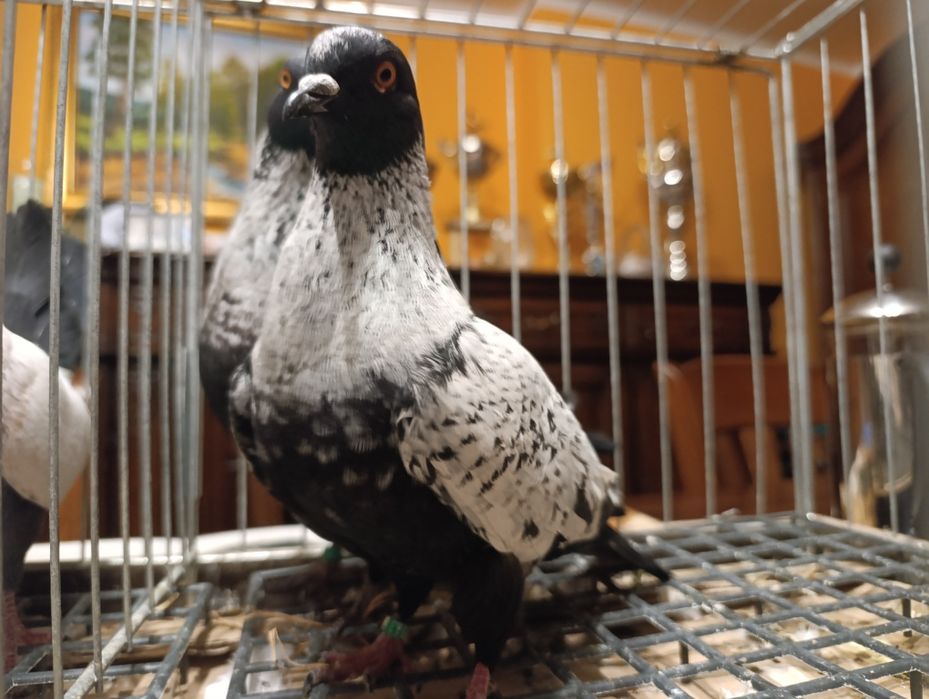 Szczygły duńskie - szpaki, gołębie ozdobne, wysyłam