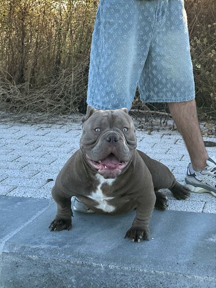 American bully p/acasalar