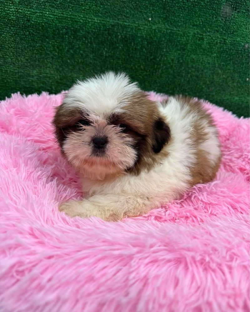 Shih-tzu maravilhosa menina