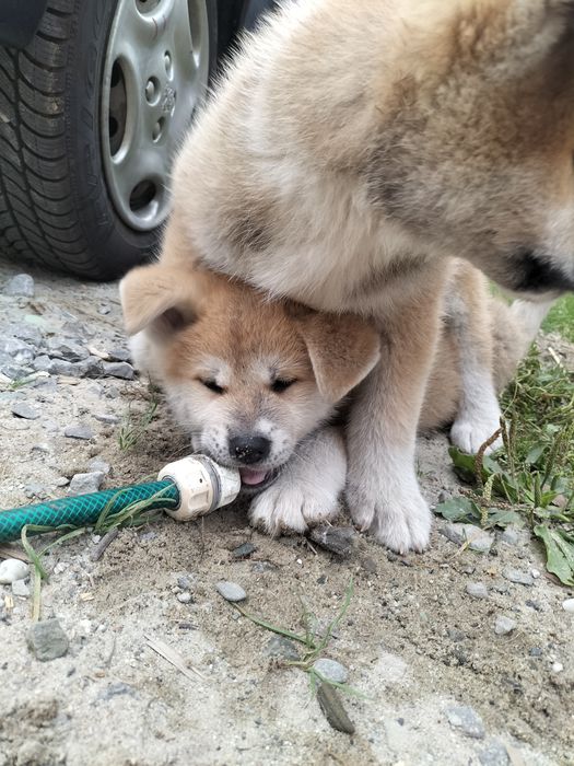 Piesek Akita Inu SWKiPR