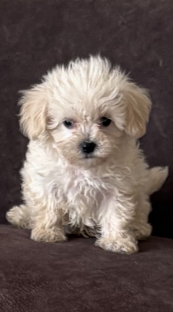 Maltipoo mini cudo biale