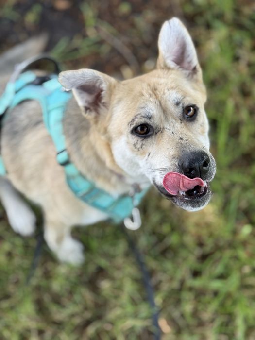 Собака з Донецької області