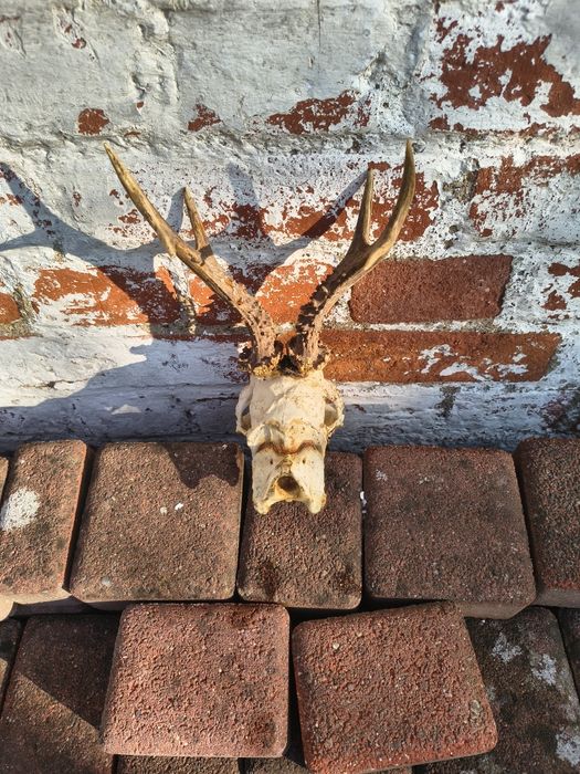 Poroże koźiołka z czaszką.