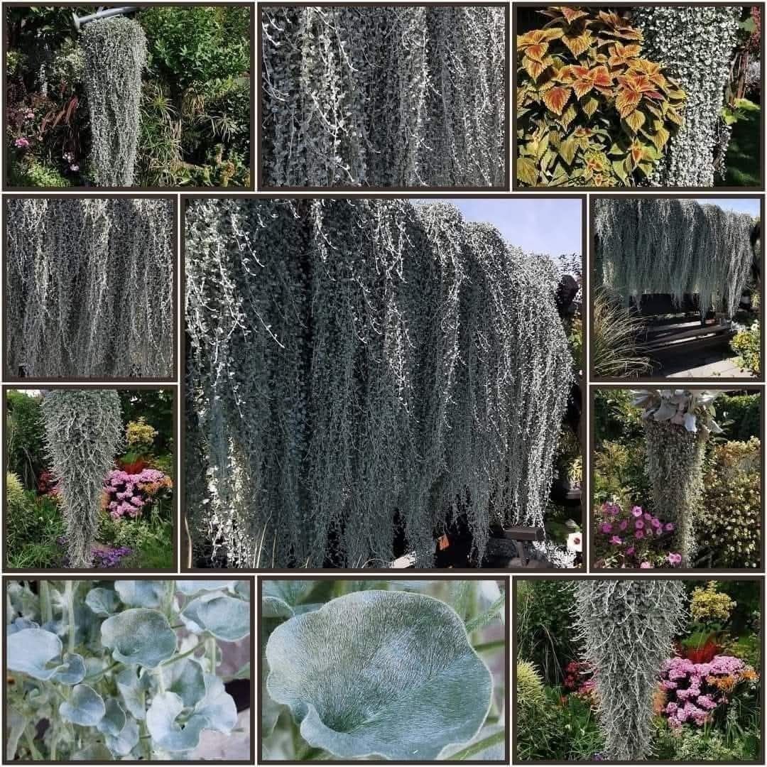 Zestaw Dichondra srebrzysta + zielona