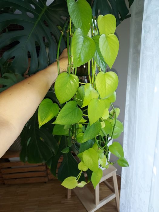 Epipremnum neon!