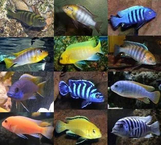 Pielęgnice Mbuna z polskiej hodowli – odbiór w Galerii Krakowskiej