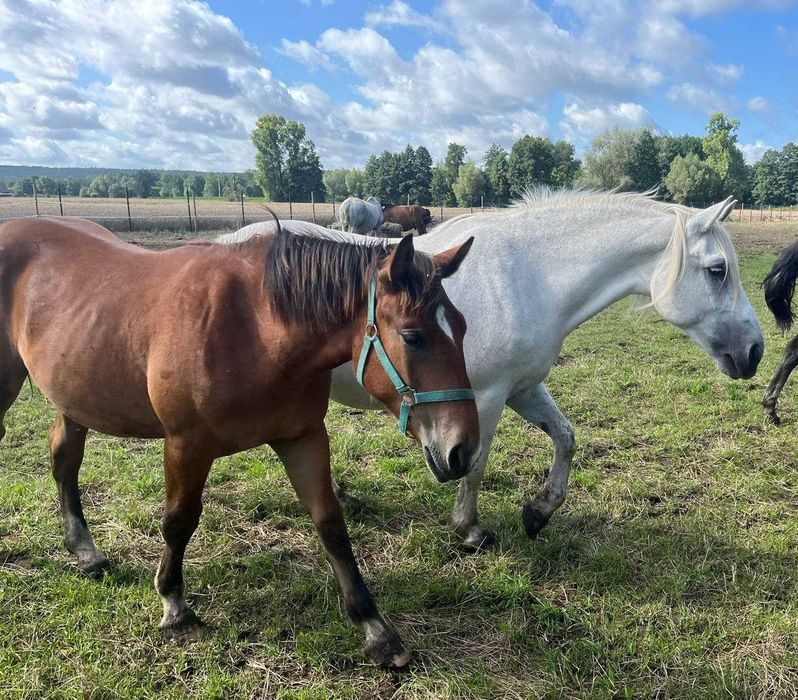 Lara z Karolkiem szukają nowego domu