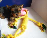 YORK miniaturka piesek o umaszczeniu stalowo złotym yorkshire terrier