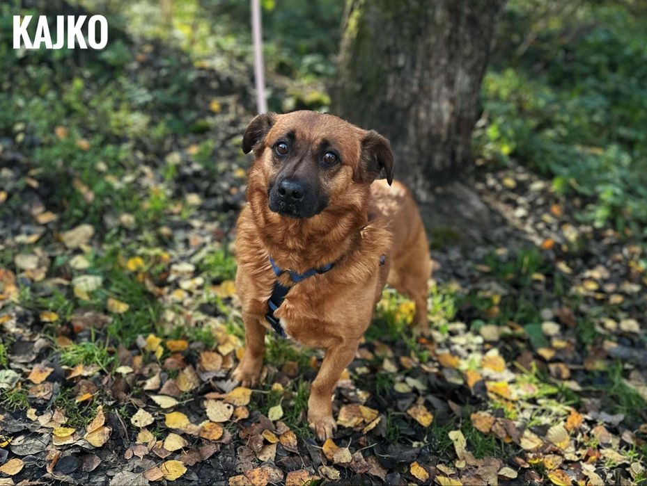 Przytulaśny Kajko, 4 lata 10 kg przyjazny adopcja