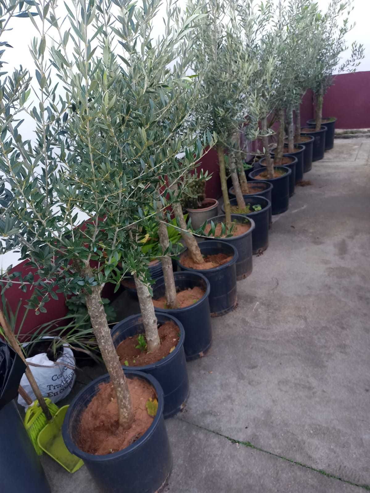 Oliveiras de Jardim 120/150 cm | tronco 2/4anos