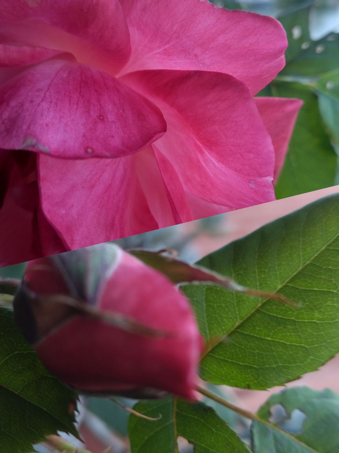Roseiras para transplante