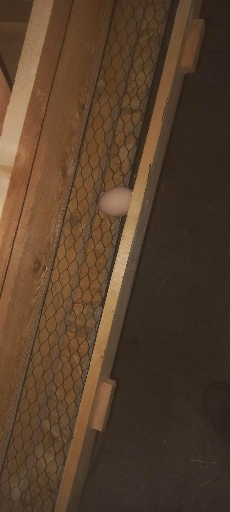Gniazda automatyczne do kur z szufladą do jajek