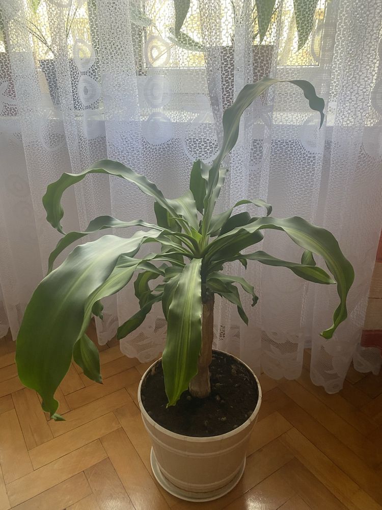 Dracena wonna w doniczce