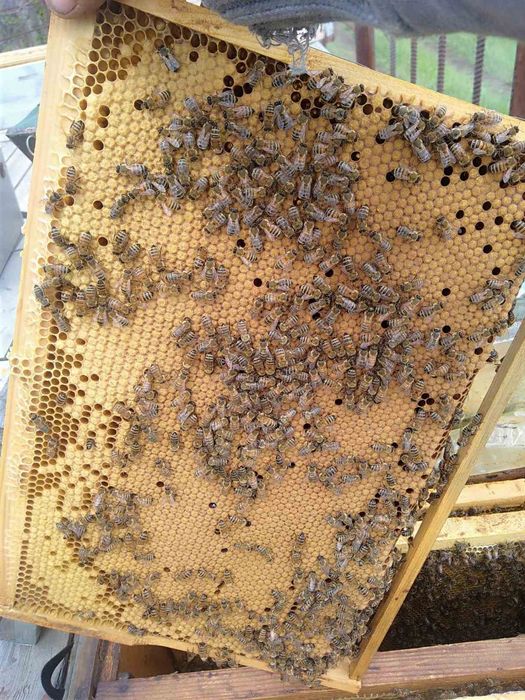 Плідні бджоло матки Бакфаст, Карніка Ф1