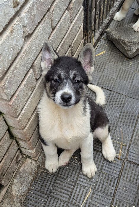 Американська акіта цуценята