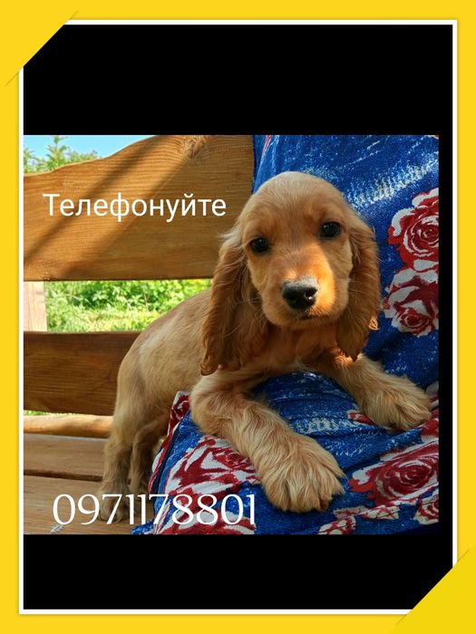 Англійські кокер-спанієлі біля телефону