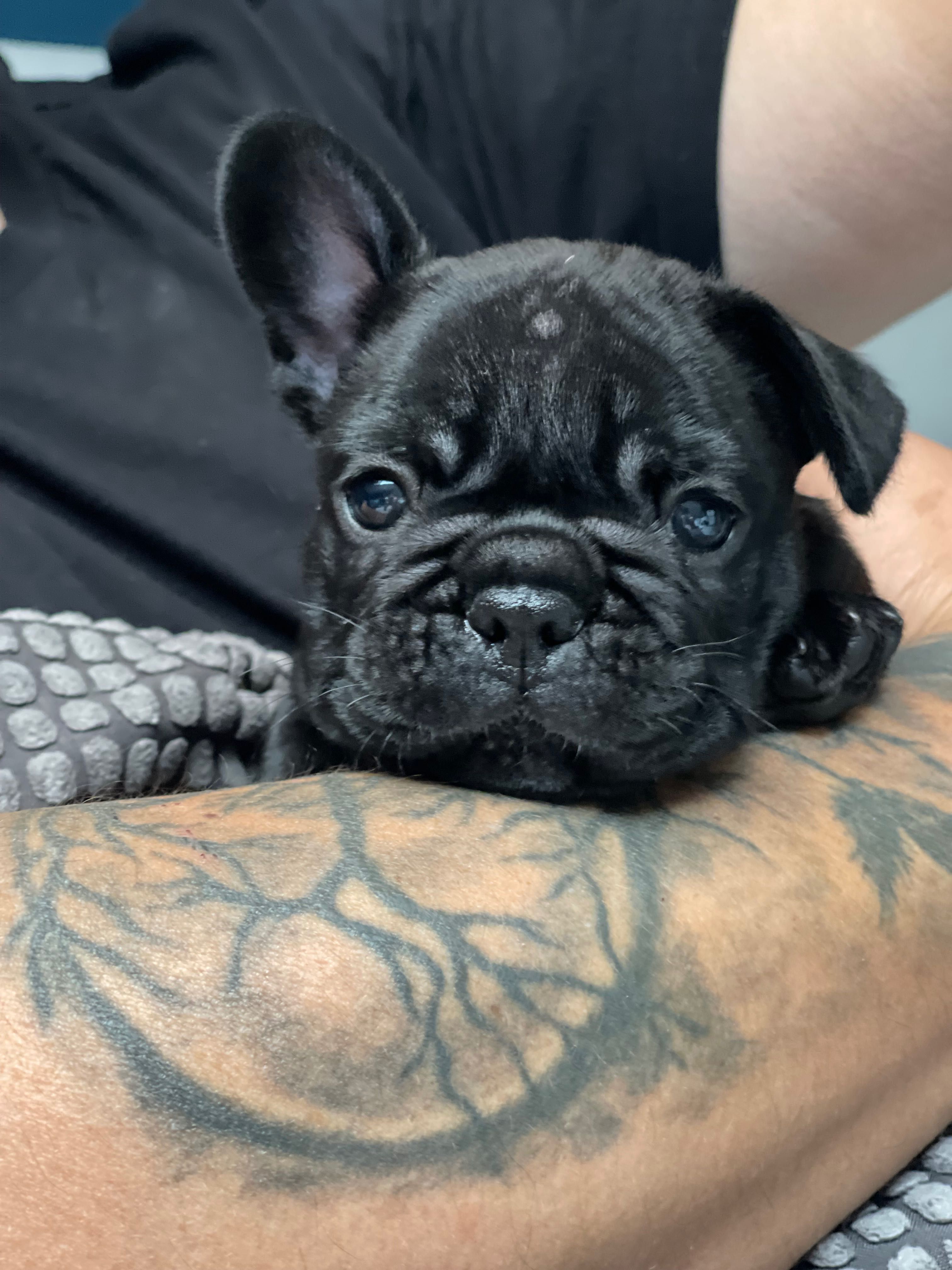 Buldog francuski zkwp /FCI