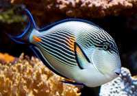 Acanthurus Sohal