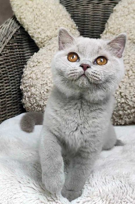 Kocurek Brytyjski liliowy Prawdziwy rodowód FPL, FIFe gotowy na odbiór