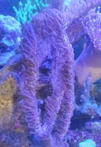 Gorgonia koralowiec akwarium morskie