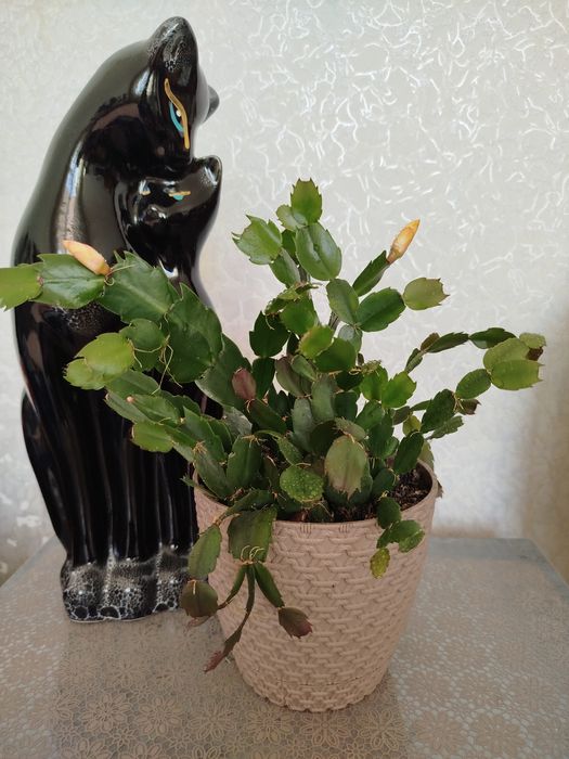 Кімнатні рослини дешево(розпродаж).