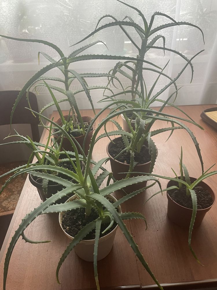 Алое деревоподібна (Aloe arborescens), столітник