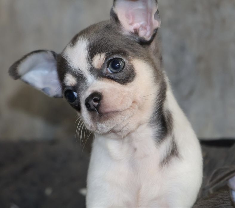 Chihuahua Biało-Niebieska XXSWyjątkowa Suczka Z Serduszkiem Na Główce