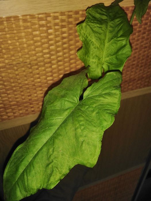 Продам різні сорта сингониумы, филодендроны, сциндапсусы, епипремнуми