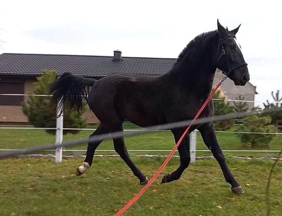 Klacz śląska 2,5 roku