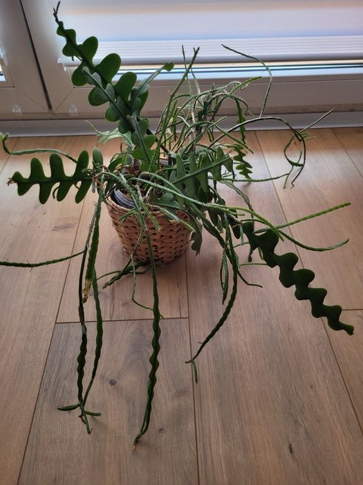 Epiphyllum anguliger -kaktus zygzak duża sadzonka