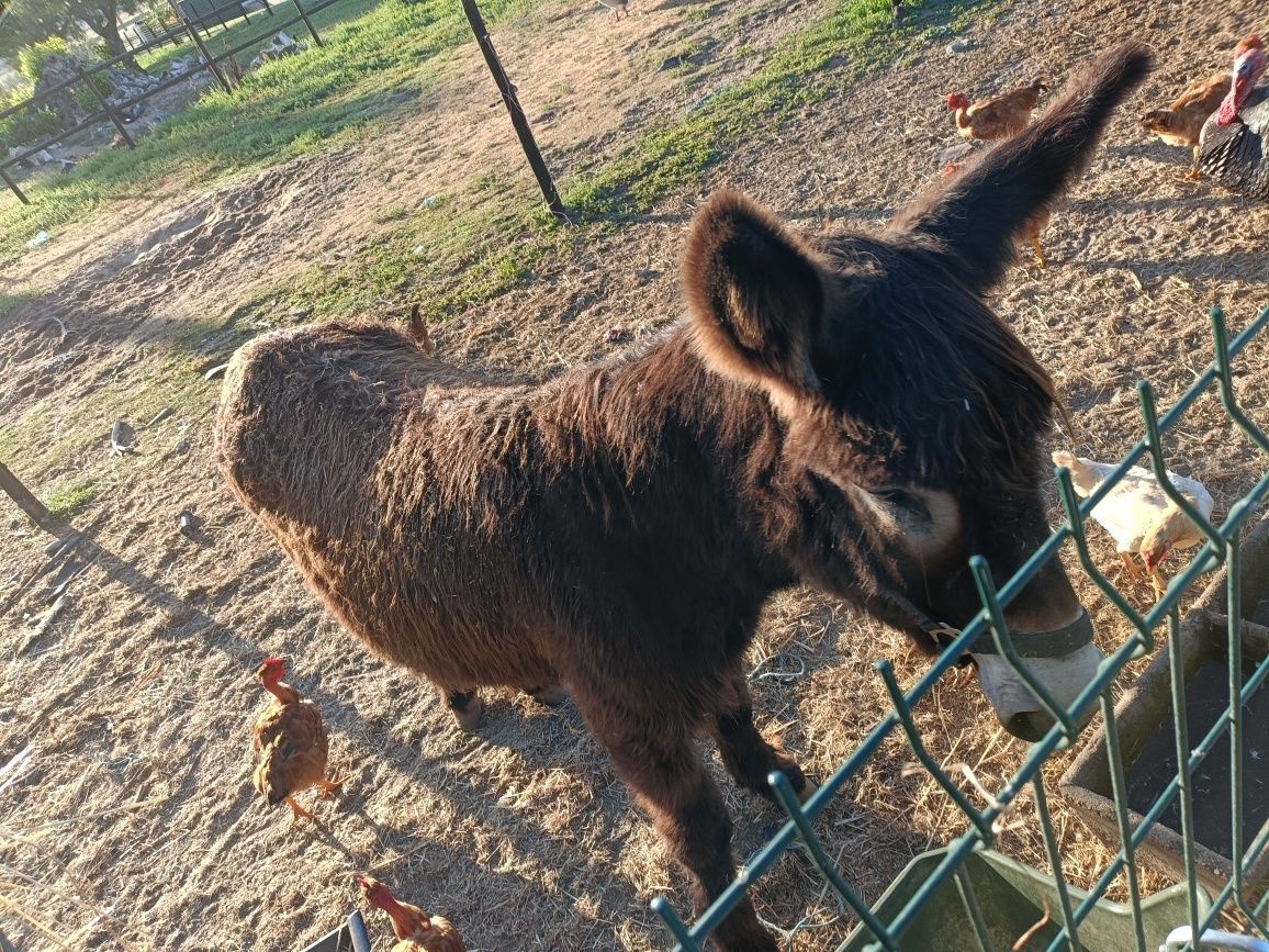 Burro mirandês com 3 anos