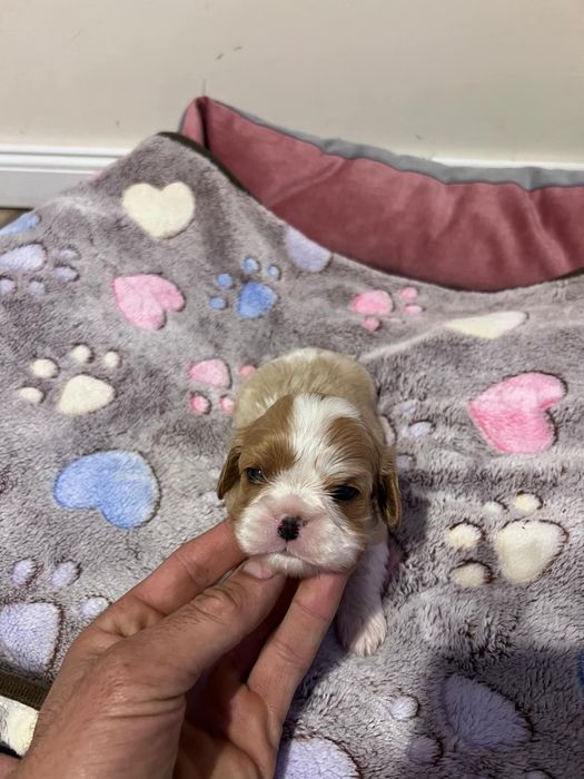 Cavalier King Charles Spaniel Zkwp FCI suczka