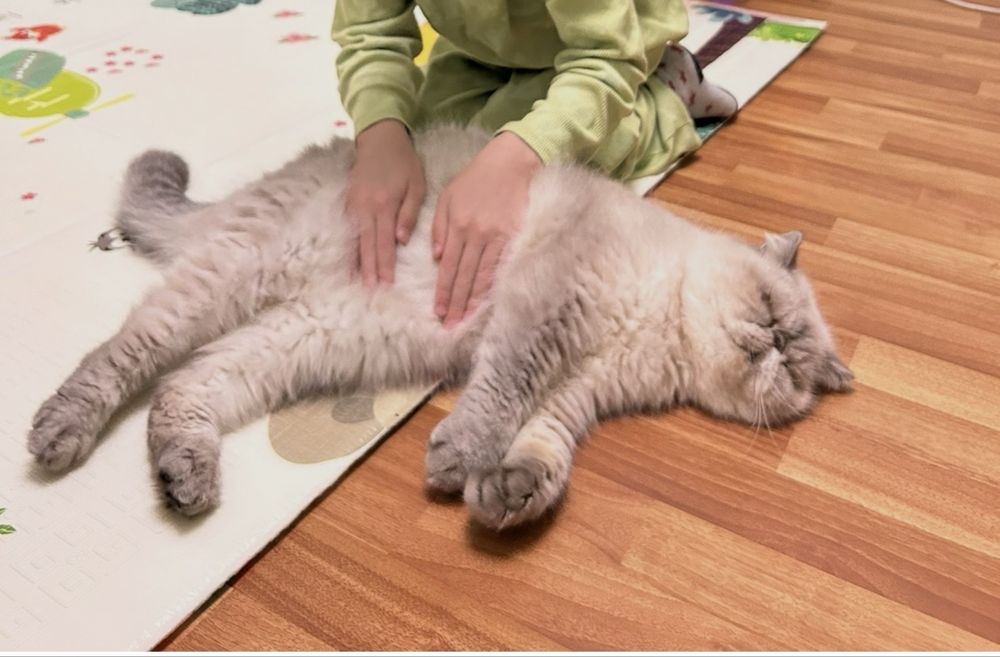 Віддам в люблячі руки