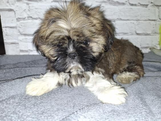 Suczka rasy SHIH TZU